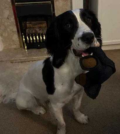 FurryGroom™ Mighty Bear Tough Chewer Buddy