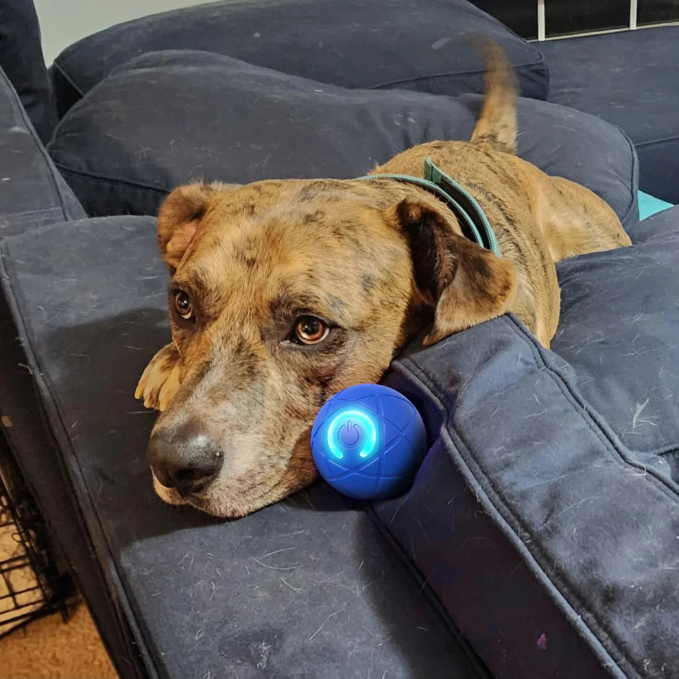 Pet Joy™ Doggy Disc Lighting Ball