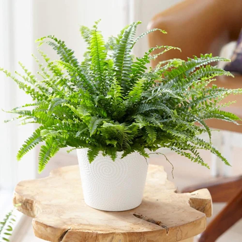 HomiEase™ EverVivid UV Artificial Plant