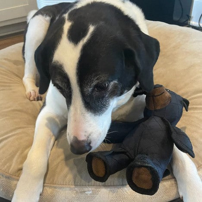FurryGroom™ Mighty Bear Tough Chewer Buddy